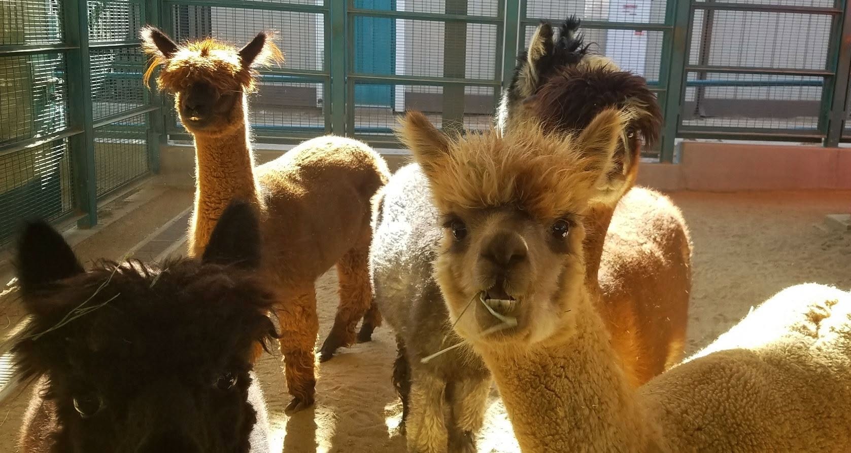 A group of fluffy alpacas staring at the camera