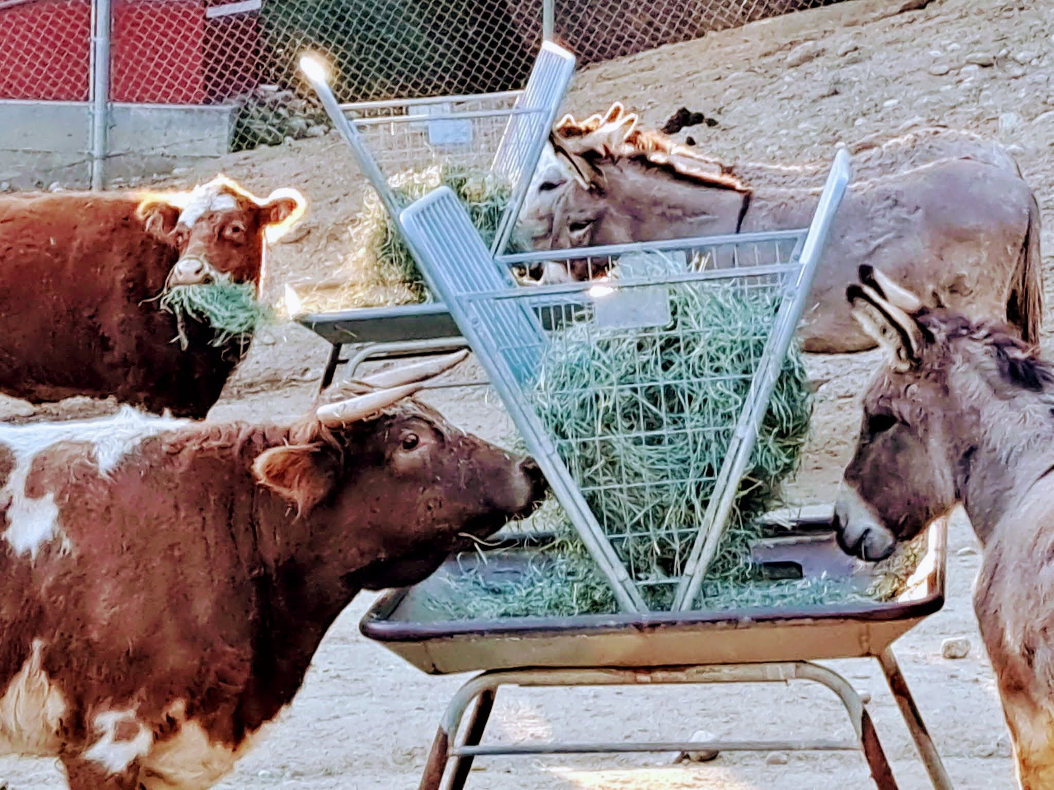 Donkeys and cows eating together at the feeder